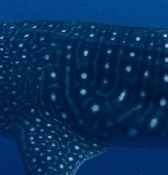 7c9e73e0-1b65-4130-8873-bd52ba86ba62