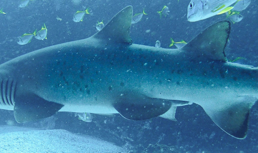 a242eeb7-0806-4ee6-8d0b-5253ecd79f00