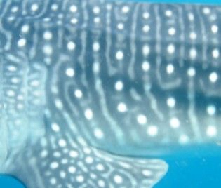 c3897031-a2c2-4bc9-8e4c-5e8e8cabee69