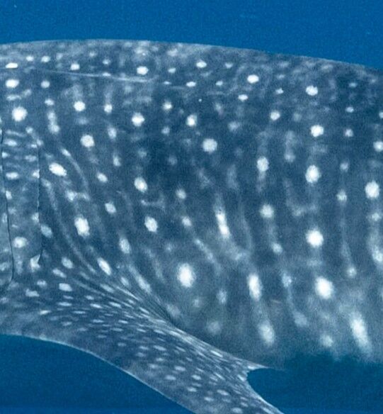 954dcec5-ebec-4ba9-911a-003b1a13a2a0