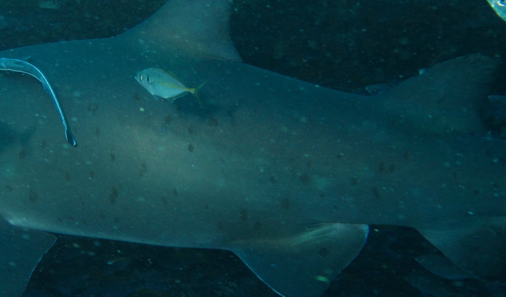 4d52dcb0-a5bd-45c8-9d59-6da731c75f21