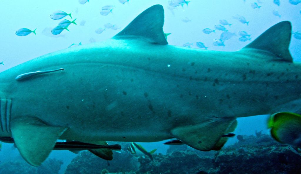 9e0c77db-e15b-47b0-aadd-555112c367fc