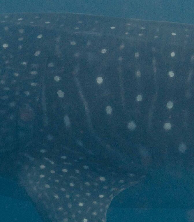 043d3a49-dda9-40d5-966b-64fab43a178a