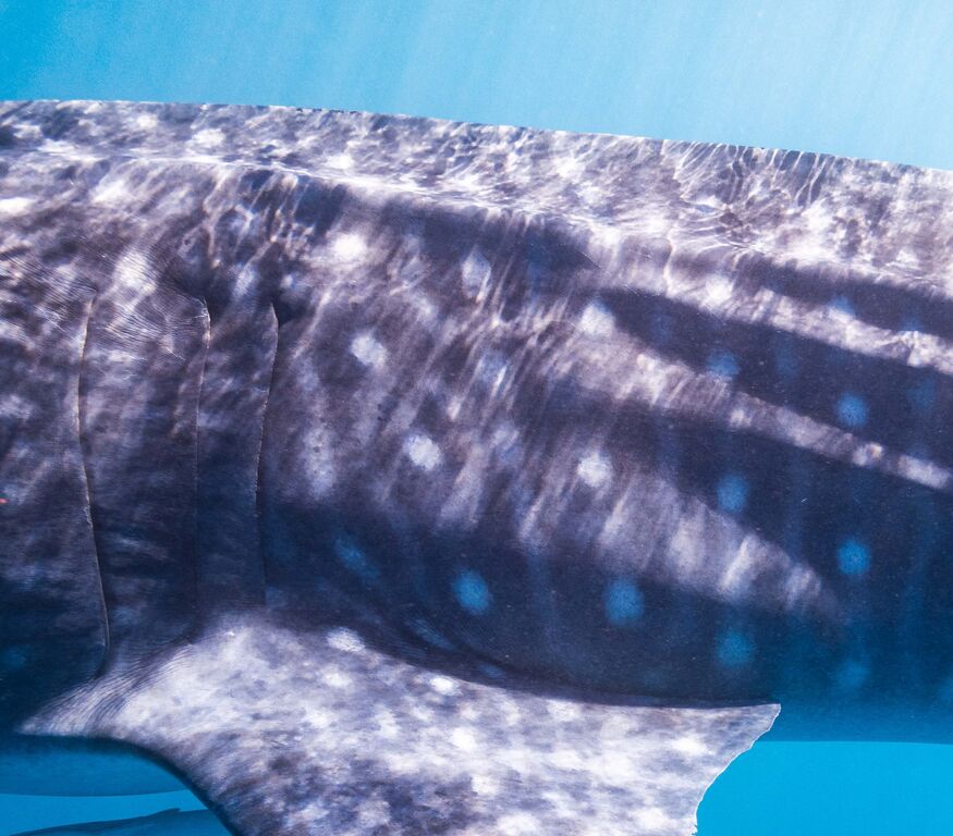 c4d2f94f-a3fd-49de-8cf5-b5ccb9a3d69f