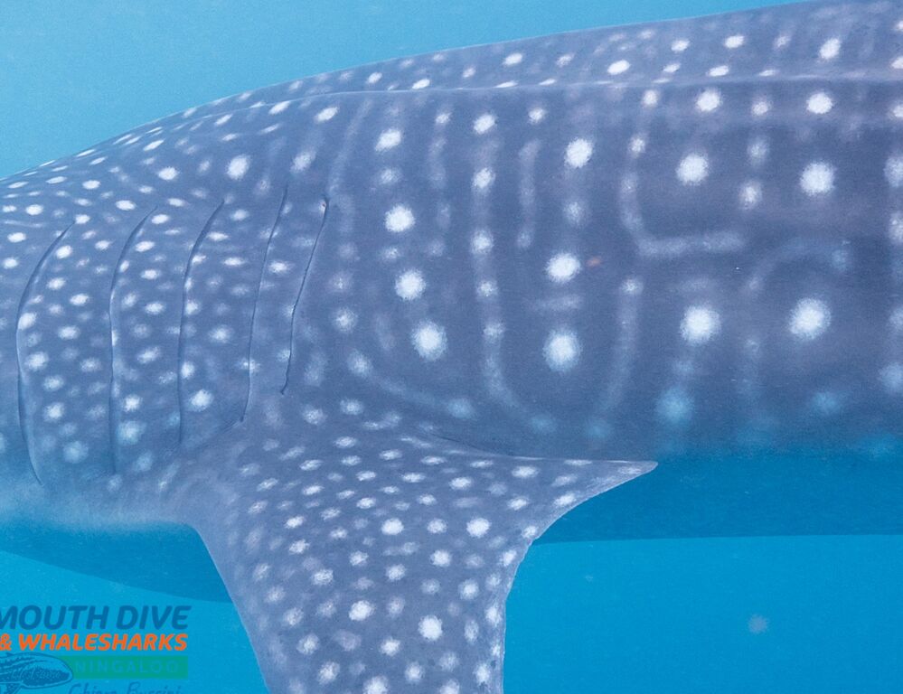 1146f6c2-3193-44fd-9ee1-a01ae83d76e1