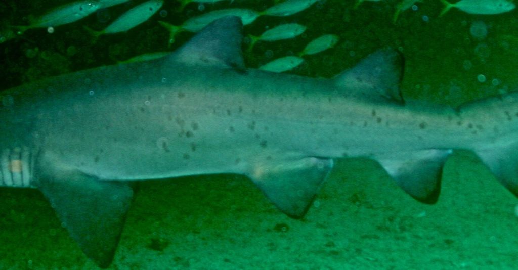 fcdc94d6-a4d9-4f30-b94c-da934531f0ef