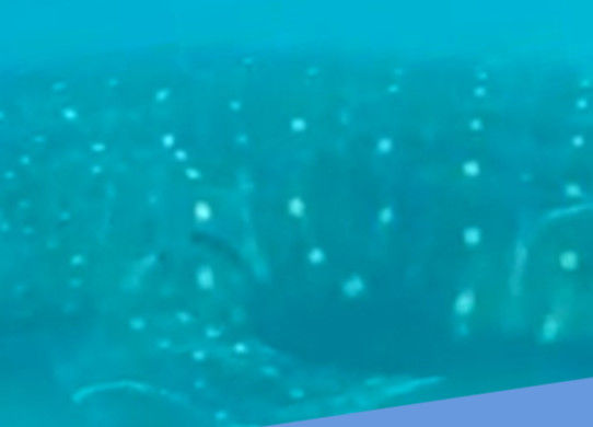 95ae1ee8-cbba-4eea-9236-f52527055b2c