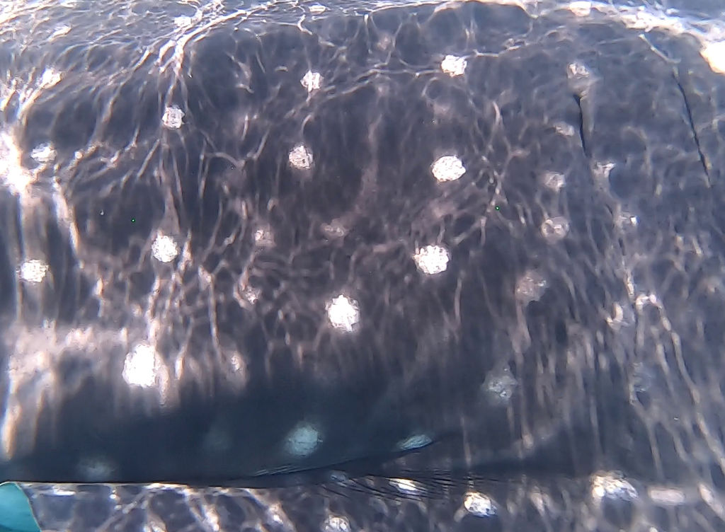 95ae1ee8-cbba-4eea-9236-f52527055b2c