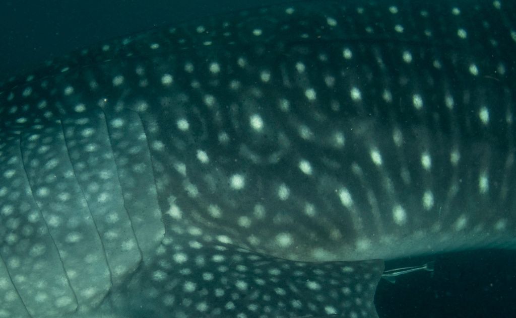 79ed6395-9525-443b-9b82-acf44f82b185