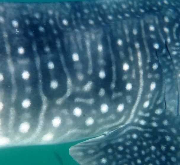 239c8b23-fdd5-414c-93a0-56f7f2194ea7