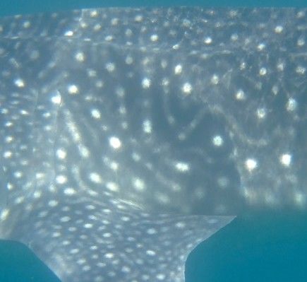 734fe89f-6fd7-43de-8f89-90c879613ede