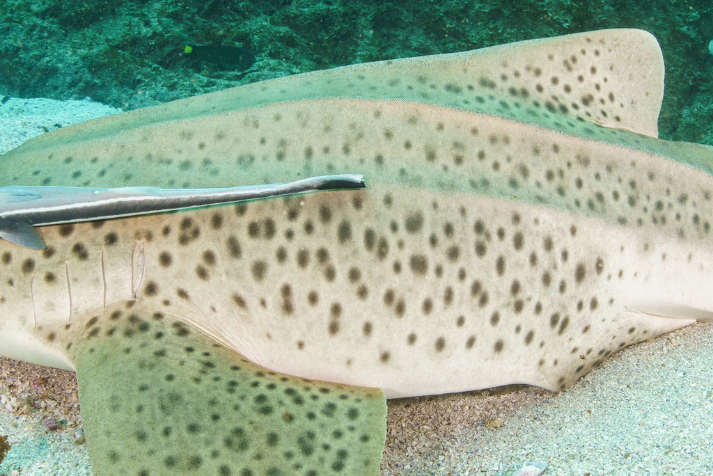 1ff2d34d-a8f6-4553-8049-43133646d504