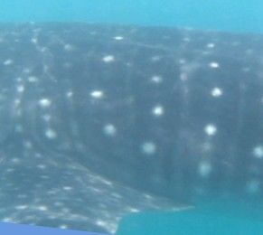 bc42a4a5-65f1-4521-8d68-4741716be72a