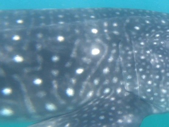 bc42a4a5-65f1-4521-8d68-4741716be72a