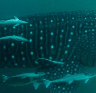 64b8926e-7518-4993-918b-d1bdf67e5ede