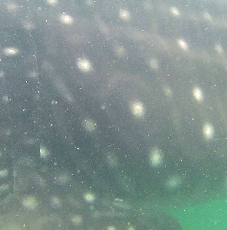 e0b01539-a4e5-4ec5-966d-0d5319c73ffe