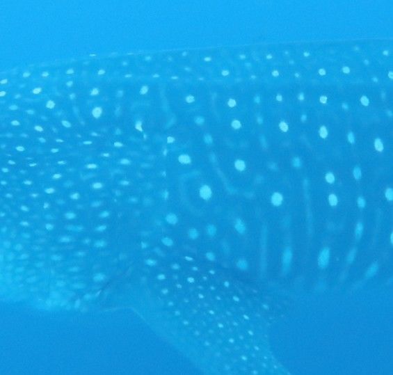 098ad736-09af-49d8-9504-49a8ab703bc9