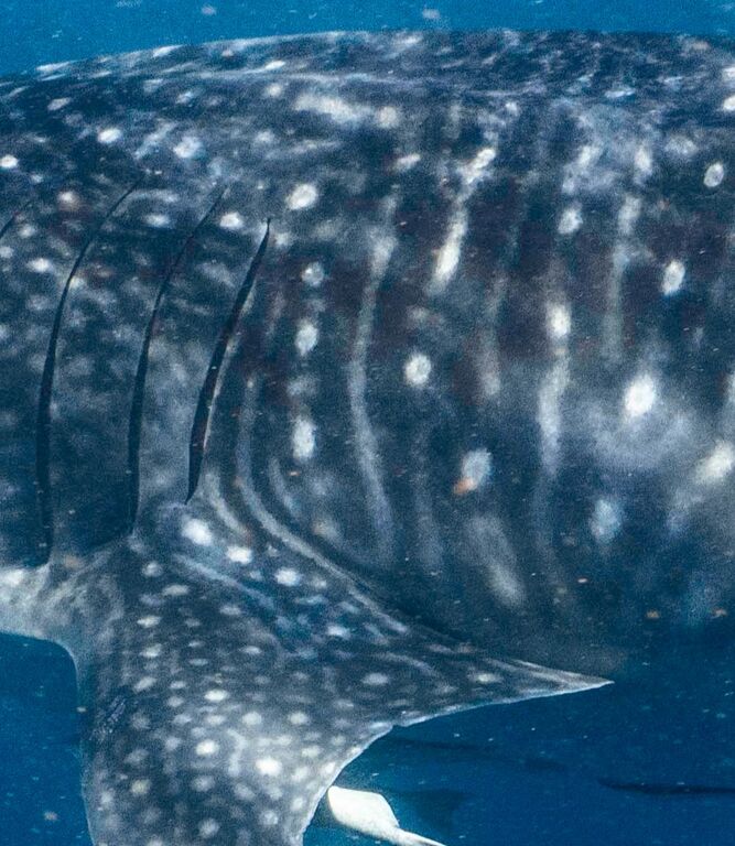 5123988d-3523-489f-9049-793b99b20436