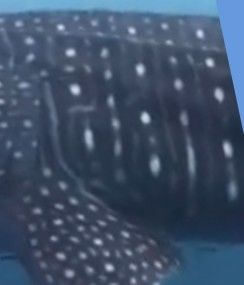 520310de-9132-49c9-93bb-73387ae5f26c