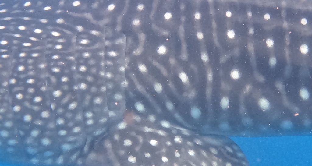 0d0c0652-b45b-4a11-88c5-b427bea004b9