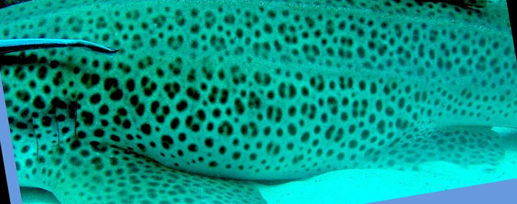 e0dafe8f-7b70-4cee-9271-e5a6425b14ea