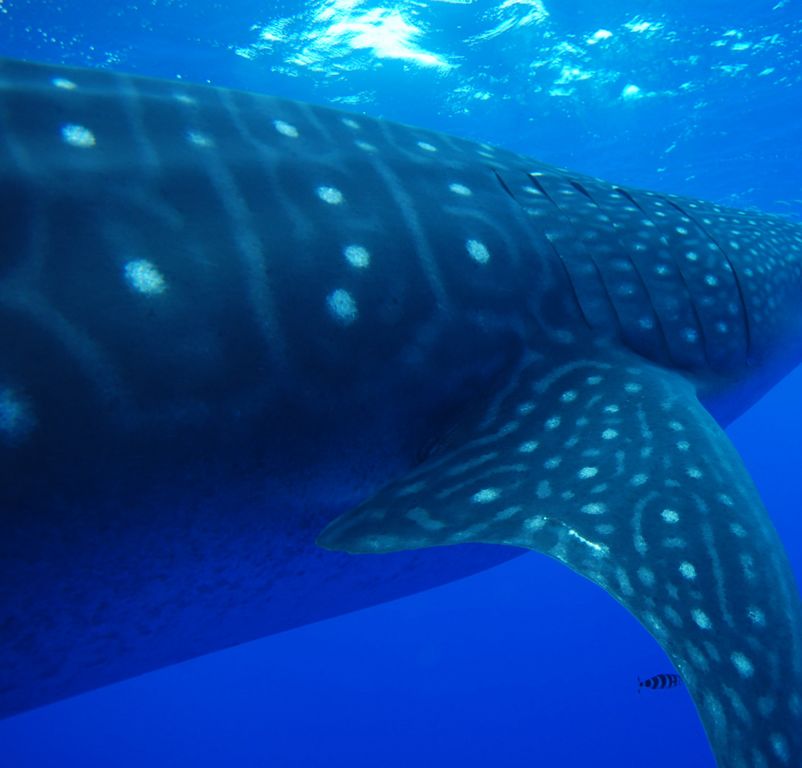 279afafd-6536-41a0-af01-9759509730ed