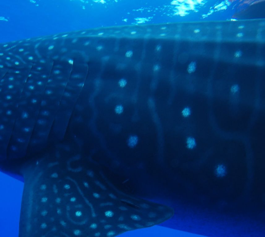 279afafd-6536-41a0-af01-9759509730ed