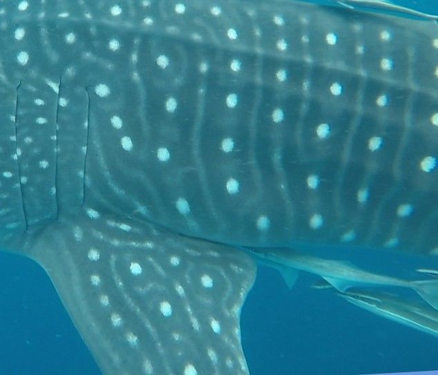 63a432db-1adc-48ed-ae76-c77c35cfd9ec