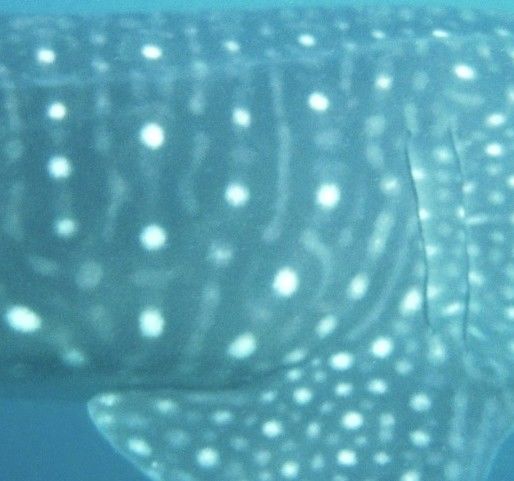 972ea6a1-2e8c-44f8-901e-54f29792c9ca