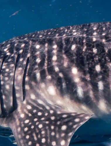 1093d8a7-5d2b-4528-852a-bed58c25c0aa