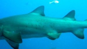 e49ff516-a0b9-4e39-8ee0-1ca36894ac2c