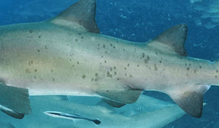 747dbaad-aea3-41c9-8510-97b3cc246897