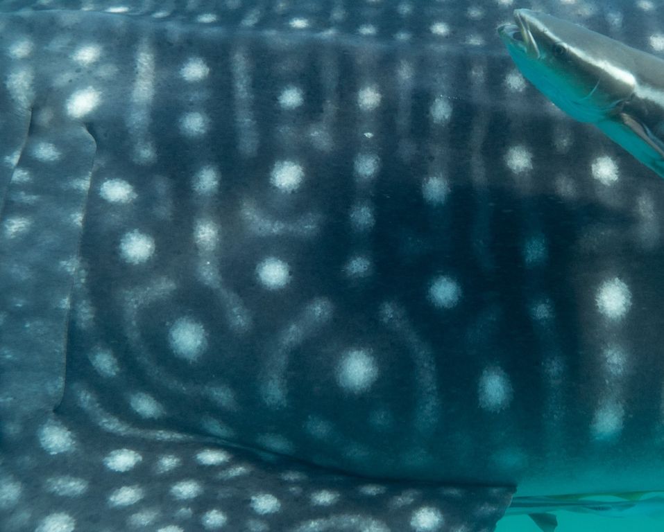 2c9081aa-ee5d-466d-a24b-d376ef642cc0