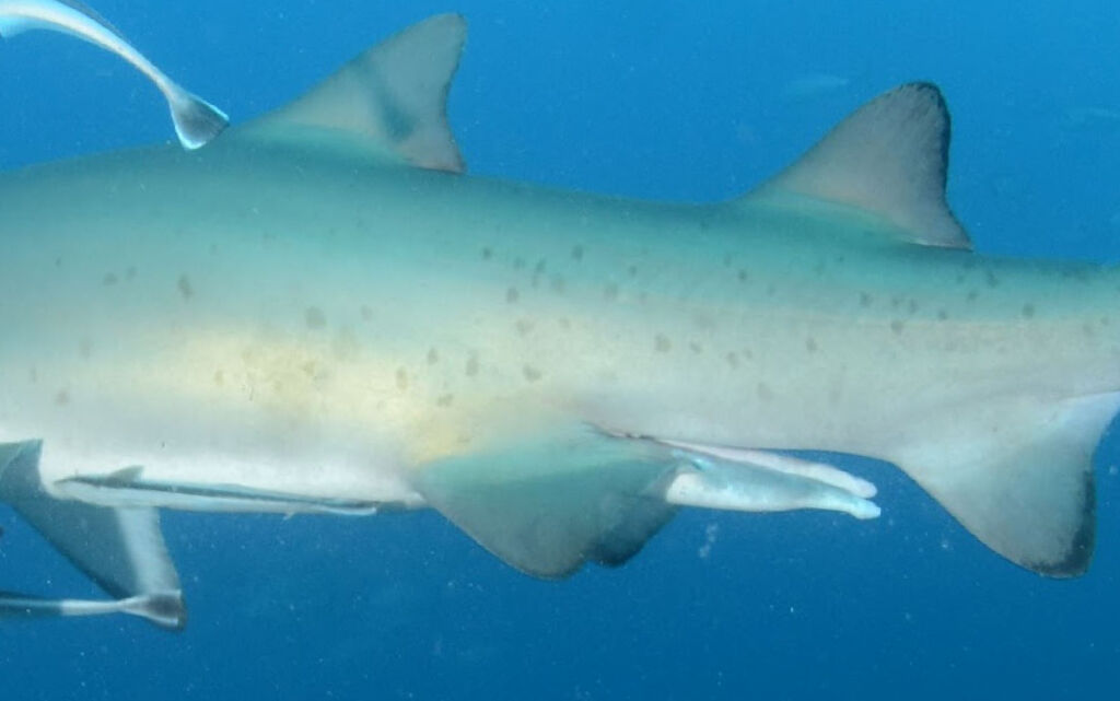 1ed36b32-c22e-4888-b379-828e57793228