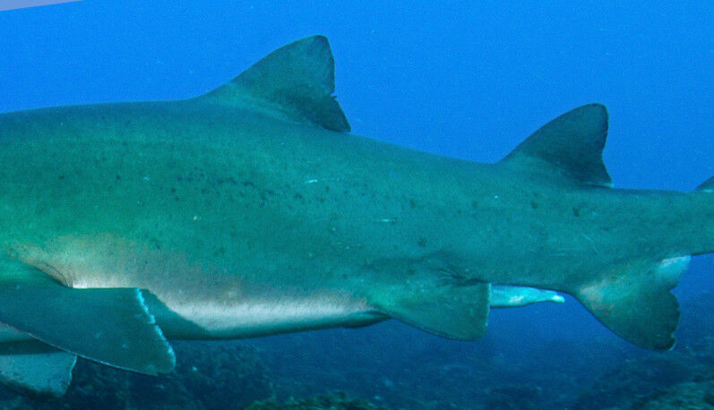 9247a37c-965e-4e2d-9532-9204d28ebfae