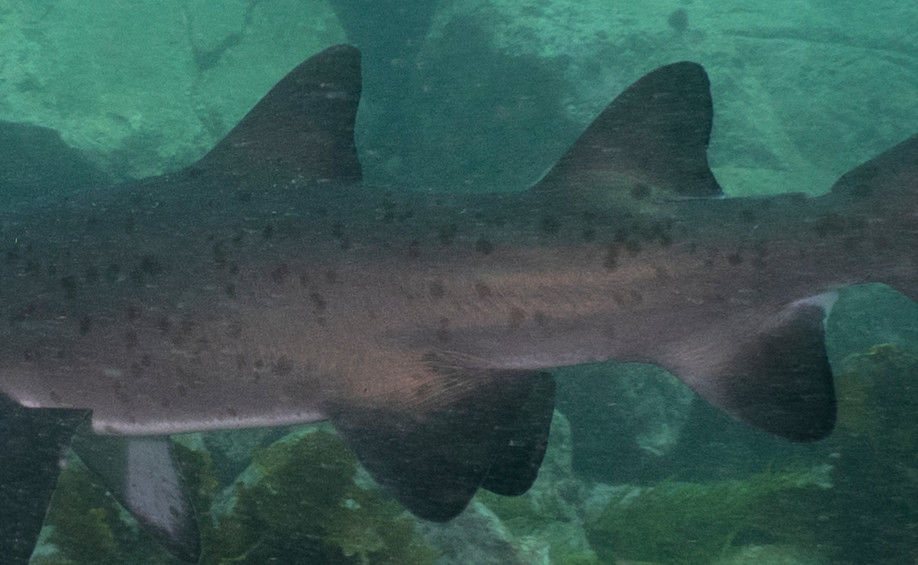 f8909bd7-f4dc-4c4a-8349-5309fbfbbe58