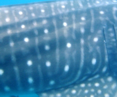 a38aba01-f785-46d5-96f7-27422bae5d74