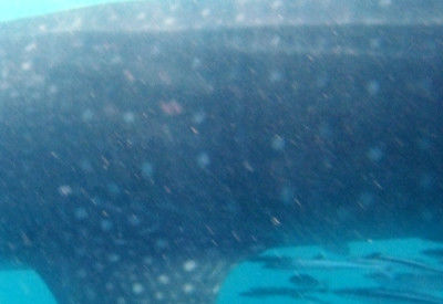 a38aba01-f785-46d5-96f7-27422bae5d74