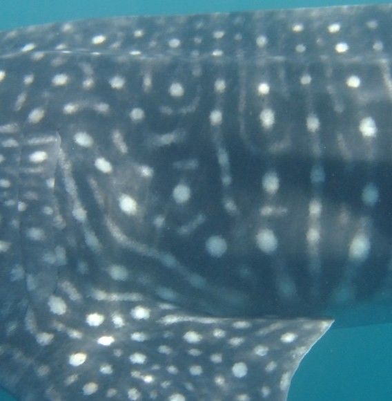 6e0e677b-a2e2-498b-a9b0-3a09ffadb892