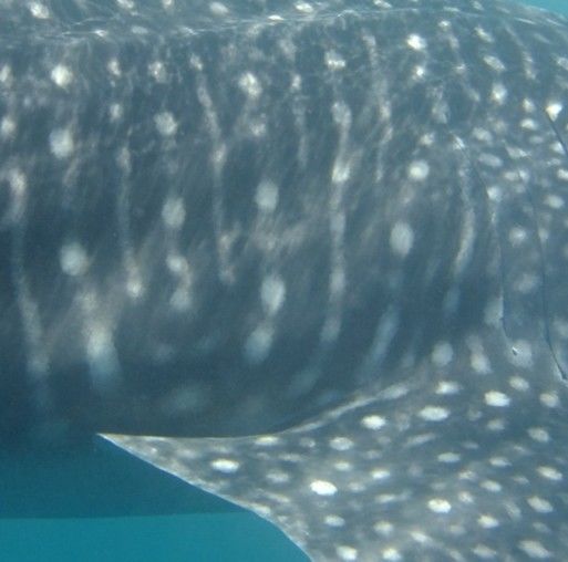 6e0e677b-a2e2-498b-a9b0-3a09ffadb892