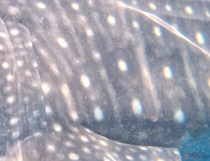 a08de4e4-96ac-4cd1-846d-abddf3ab9145