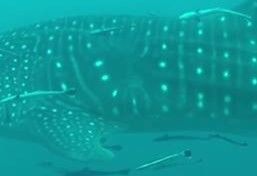 33fe810c-9eec-4f49-9743-1dfabd3d3276