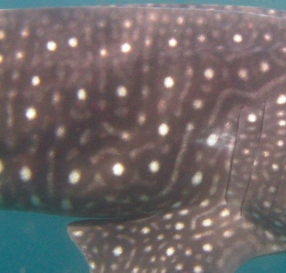 e02c2aa9-ceac-41ab-9784-44544ba189cd