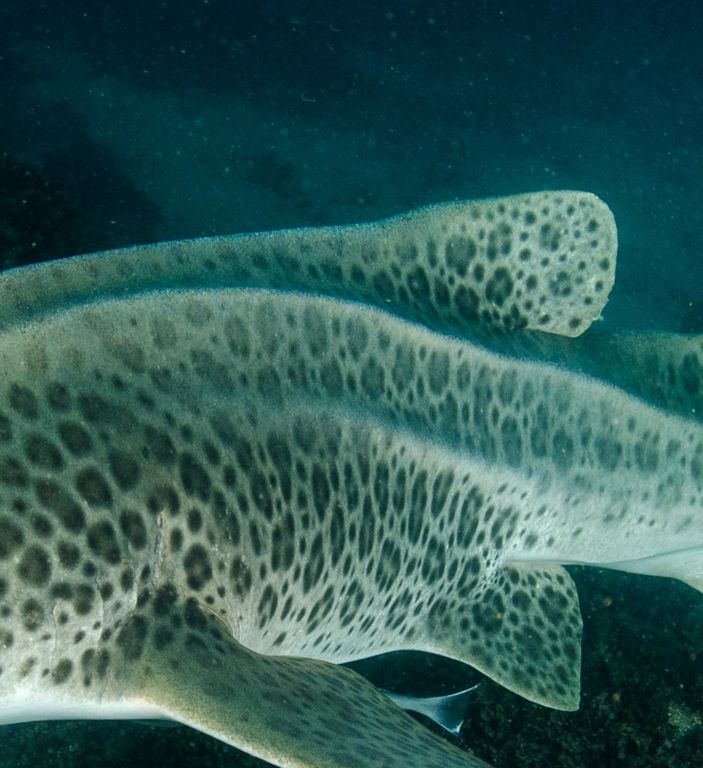 803394d6-9092-4235-a0c4-a0c88925333a