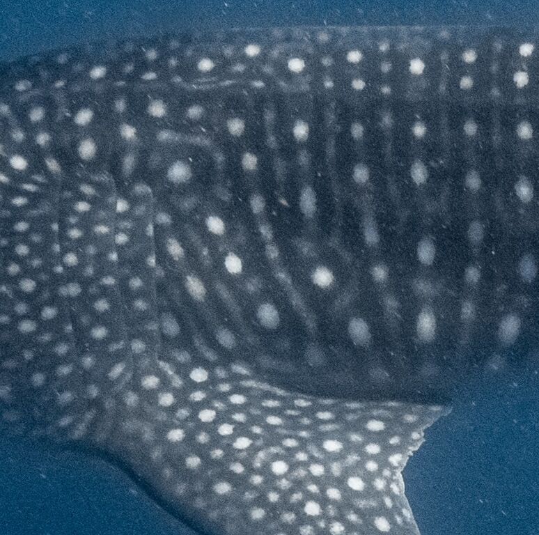 558d3b73-a17c-4dab-931d-ef526a197636