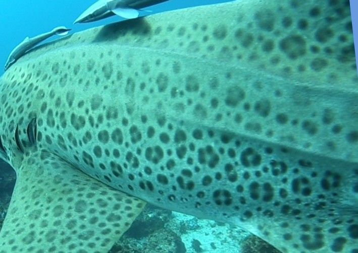 4a01f326-408e-4f97-9c90-d78b657a804a