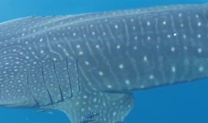 8c5265d7-ec19-4269-a783-575c439c7e3d