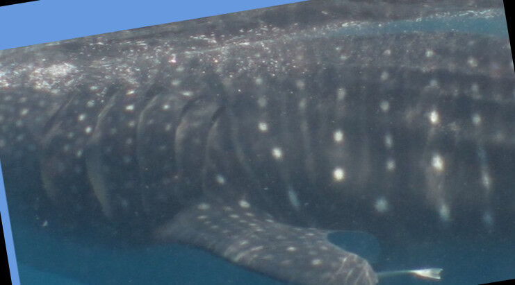 881139e8-c29d-4f85-9678-cb60a7d0655e