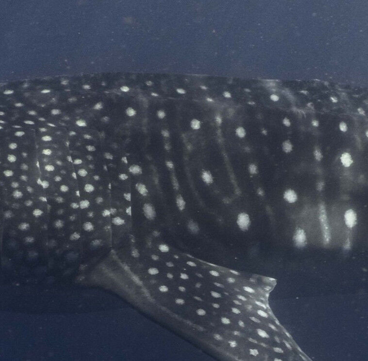 04c779b2-79f3-4a7a-9bfe-ce051b663fe8