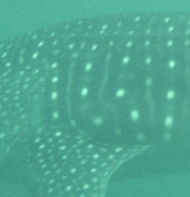 f353464e-e9d7-4f2a-b6fa-fbed63de97b1